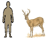 comparing size of man to deer